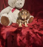MAPLE, a female Miniature Dachshund for sale in Polk City, FL – 5 of 10
