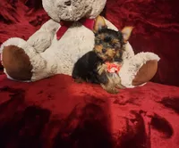 POPPY, a female Yorkshire Terrier for sale in Polk City, FL – 10 of 10