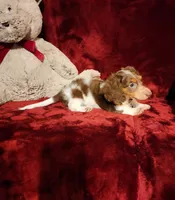 KODA, a male Miniature Dachshund for sale in Polk City, FL – 7 of 10