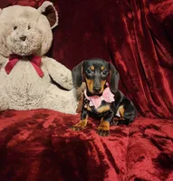 STELLA, a female Miniature Dachshund for sale in Polk City, FL – 3 of 10