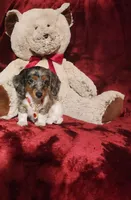 SILVIE, a female Miniature Dachshund for sale in Polk City, FL – 4 of 10