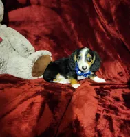 RENO, a male Miniature Dachshund for sale in Polk City, FL – 2 of 10