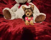 PIPPA, a female Yorkshire Terrier for sale in Polk City, FL – 6 of 10