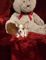 PEACHES, a female Chihuahua for sale in Polk City, FL – 2 of 10
