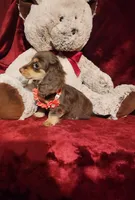 PUDDIN, a female Miniature Dachshund for sale in Polk City, FL – 6 of 10