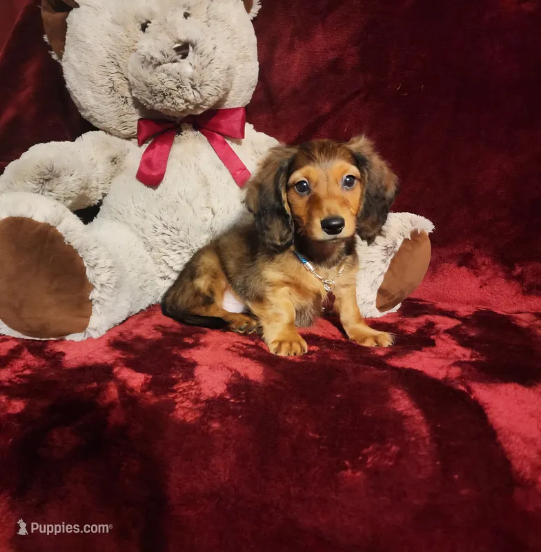 SUTTON – Miniature Dachshund puppy for sale in Polk City, FL