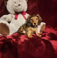 SUTTON, a male Miniature Dachshund for sale in Polk City, FL – 1 of 10