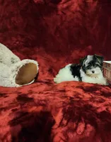 PIPPA, a female Yorkshire Terrier for sale in Polk City, FL – 2 of 10