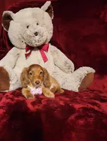 RORY, a female Miniature Dachshund for sale in Polk City, FL – 5 of 10