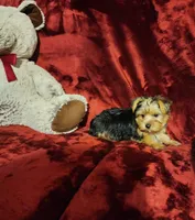 LUCA, a male Yorkshire Terrier for sale in Polk City, FL – 7 of 10