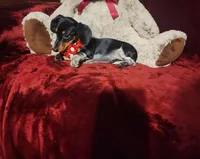 CONFETTI, a female Miniature Dachshund for sale in Polk City, FL – Photo 3 of 10