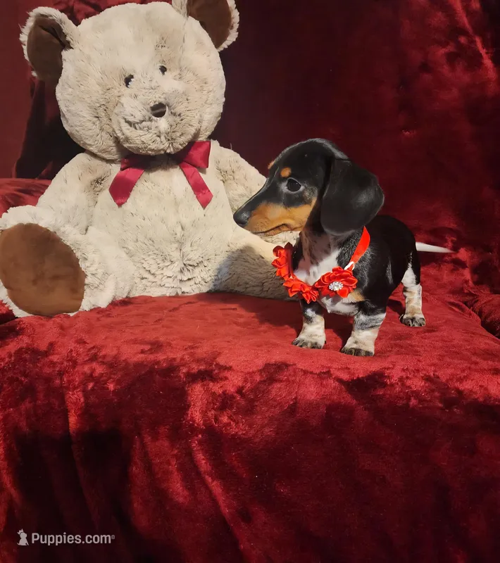 CONFETTI – Miniature Dachshund puppy for sale in Polk City, FL