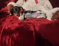 CONFETTI, a female Miniature Dachshund for sale in Polk City, FL – Photo 5 of 10