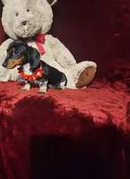 CONFETTI, a female Miniature Dachshund for sale in Polk City, FL – Photo 6 of 10