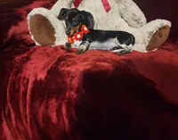 CONFETTI, a female Miniature Dachshund for sale in Polk City, FL – Photo 9 of 10