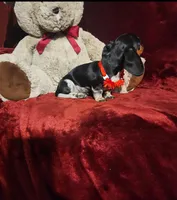 CONFETTI, a female Miniature Dachshund for sale in Polk City, FL – Photo 4 of 10