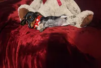 CONFETTI, a female Miniature Dachshund for sale in Polk City, FL – Photo 7 of 10