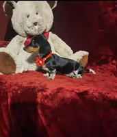 CONFETTI, a female Miniature Dachshund for sale in Polk City, FL – Photo 10 of 10