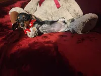 CONFETTI, a female Miniature Dachshund for sale in Polk City, FL – Photo 2 of 10