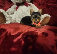 POPPY, a female Yorkshire Terrier for sale in Polk City, FL – 7 of 10