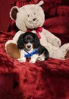 TONKA, a male Miniature Dachshund for sale in Polk City, FL – 10 of 10