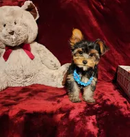 TEDDY, a male Yorkshire Terrier for sale in Polk City, FL – 7 of 10