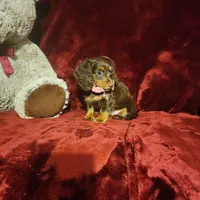 KISSES, a female Miniature Dachshund for sale in Polk City, FL – 10 of 10