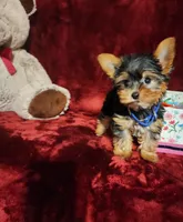 PEANUT, a male Yorkshire Terrier for sale in Polk City, FL – 6 of 10