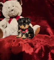 INDY, a female Yorkshire Terrier for sale in Polk City, FL – 9 of 10