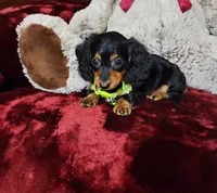 INDY, a female Miniature Dachshund for sale in Polk City, FL – Photo 3 of 10