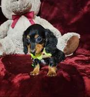 INDY, a female Miniature Dachshund for sale in Polk City, FL – Photo 9 of 10