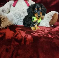 INDY, a female Miniature Dachshund for sale in Polk City, FL – Photo 7 of 10