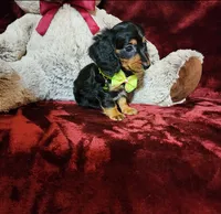 INDY, a female Miniature Dachshund for sale in Polk City, FL – Photo 2 of 10