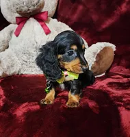 INDY, a female Miniature Dachshund for sale in Polk City, FL – Photo 1 of 10