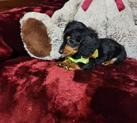 INDY, a female Miniature Dachshund for sale in Polk City, FL – Photo 8 of 10