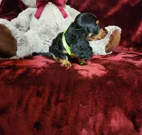 INDY, a female Miniature Dachshund for sale in Polk City, FL – Photo 5 of 10