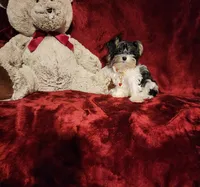 PIPPA , a female Yorkshire Terrier for sale in Polk City, FL – 7 of 10