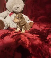MAPLE, a female Miniature Dachshund for sale in Polk City, FL – 6 of 10