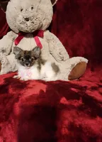 MACY, a female Chihuahua for sale in Polk City, FL – 10 of 10