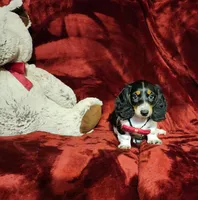 LAKOTA, a female Miniature Dachshund for sale in Polk City, FL – 3 of 10