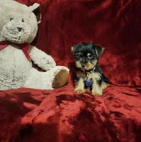 MUGSY, a male Yorkshire Terrier for sale in Polk City, FL – 9 of 10