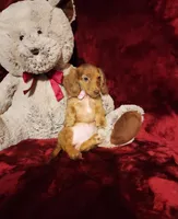 RORY, a female Miniature Dachshund for sale in Polk City, FL – 9 of 10