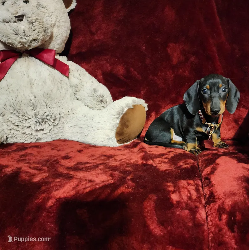 HANK – Miniature Dachshund puppy for sale in Polk City, FL