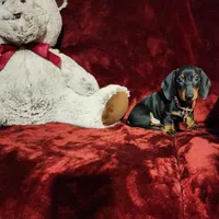 HANK, a male Miniature Dachshund for sale in Polk City, FL – 1 of 10