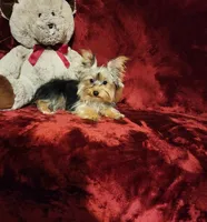 TILLY, a female Yorkshire Terrier for sale in Polk City, FL – 5 of 10