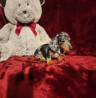 REMI, a male Miniature Dachshund for sale in Polk City, FL – 4 of 10