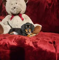 JASPER, a male Miniature Dachshund for sale in Polk City, FL – 7 of 10