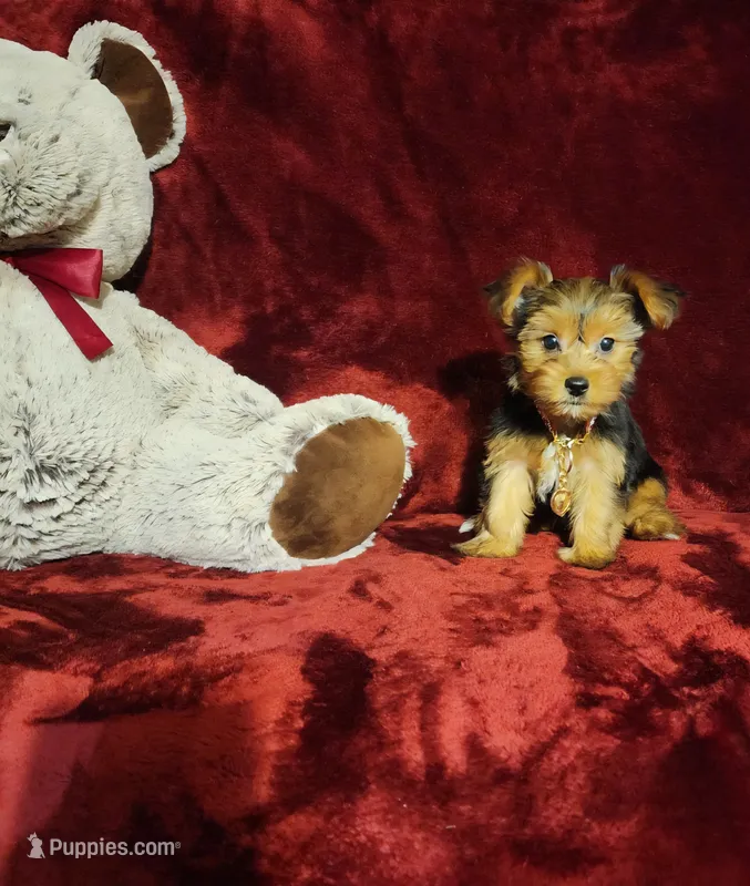 ZOE – Yorkshire Terrier puppy for sale in Polk City, FL