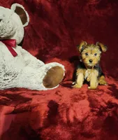 ZOE, a female Yorkshire Terrier for sale in Polk City, FL – 1 of 10