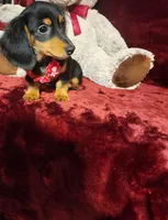 CINDER, a female Miniature Dachshund for sale in Polk City, FL – 7 of 10